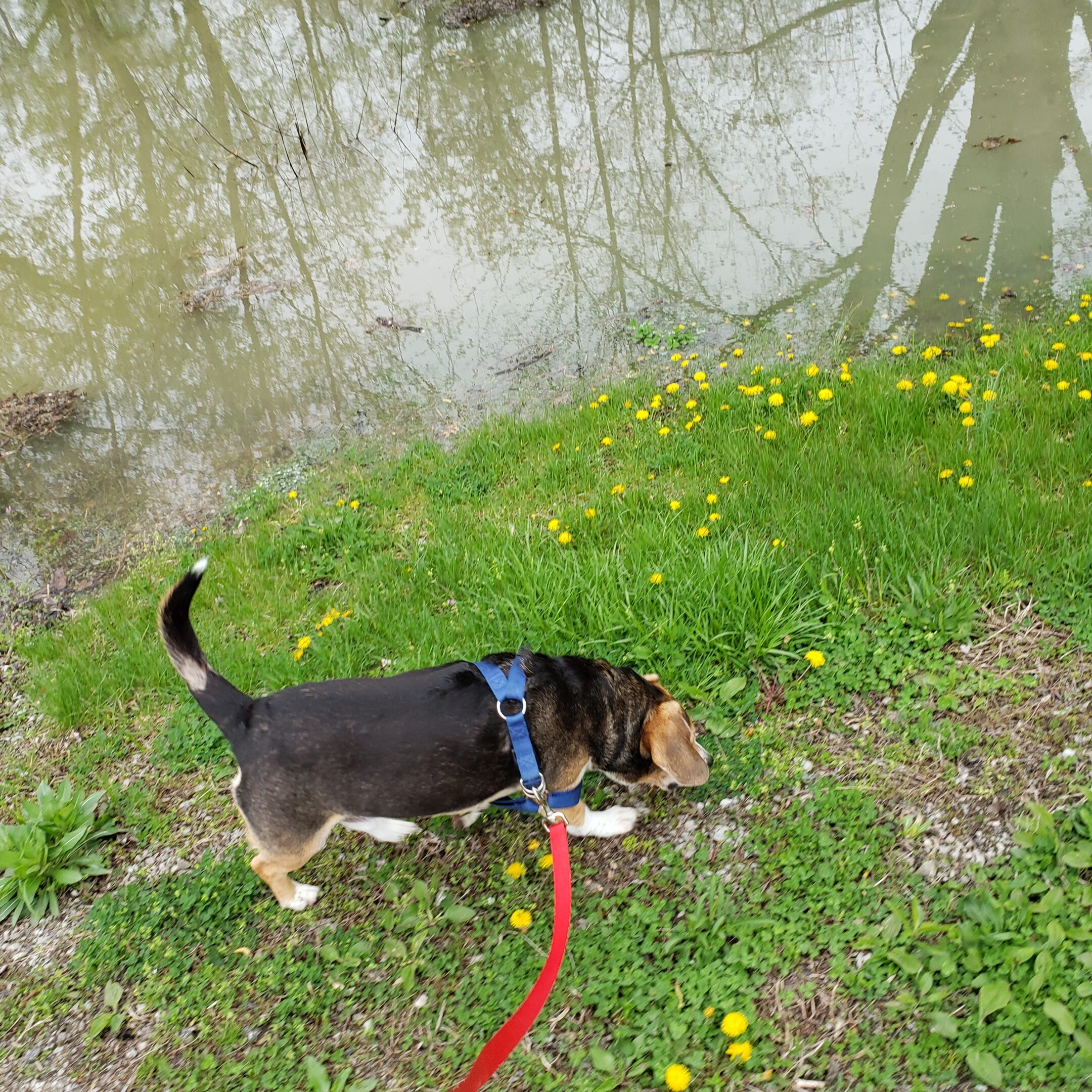 Walking the dog without this is better.  Fort Wayne fitness blog