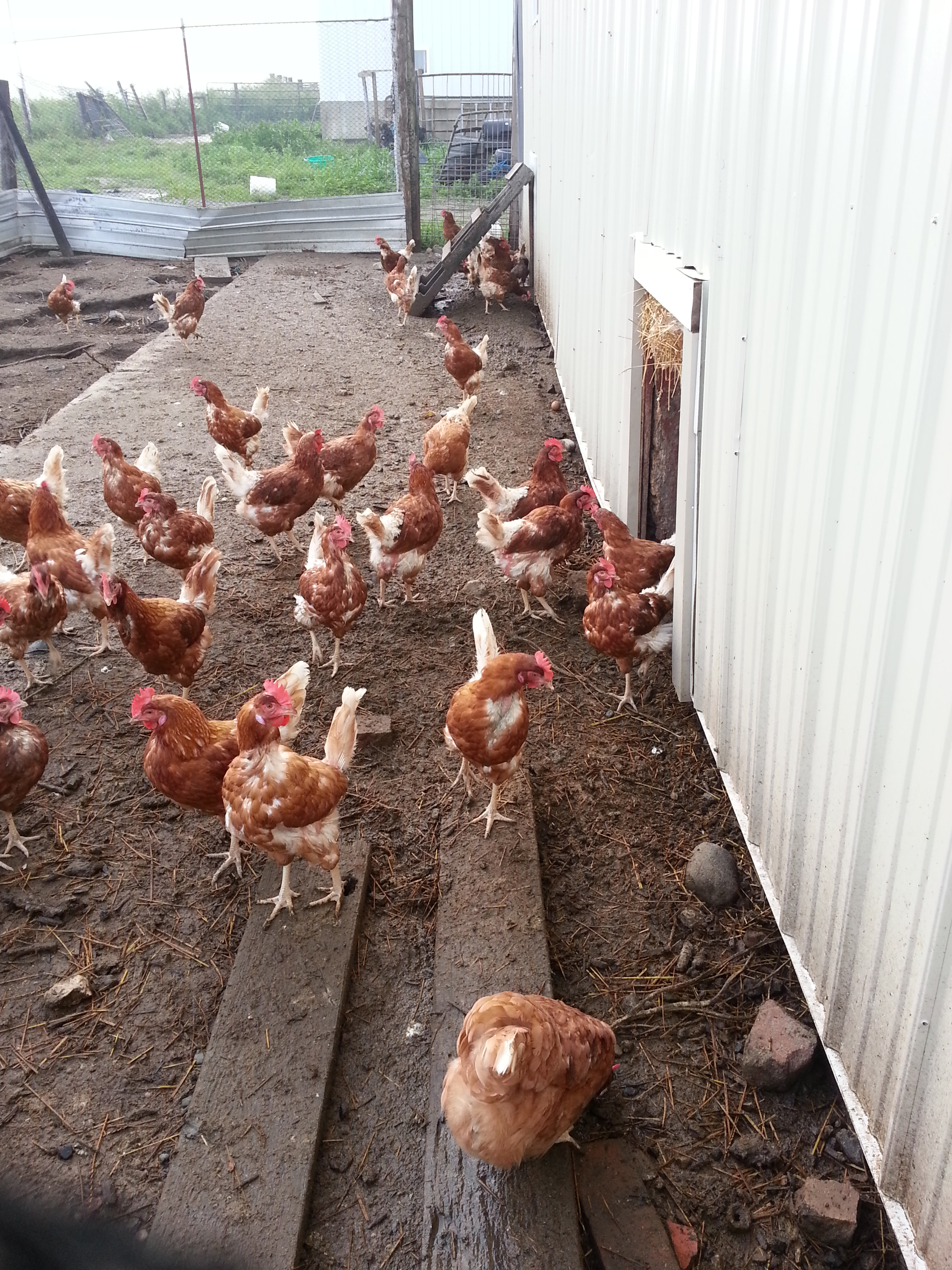 What’s that in the rear-view camera?